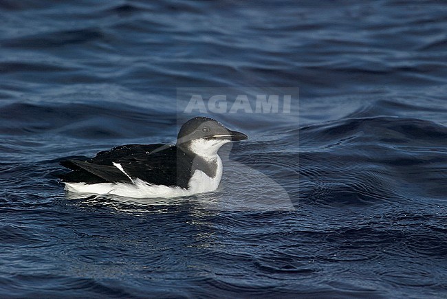 Brünnich´s Guillemot (Uria lomvia) swimming in the sea off north Norway March 2003 stock-image by Agami/Markus Varesvuo,