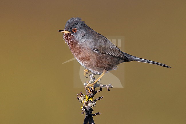 Dartford Warbler; Sylvia undata stock-image by Agami/Daniele Occhiato,