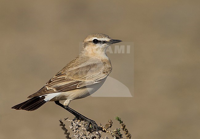 Isabelline Wheatear - Isabellsteinschmätzer - Oenanthe isabellina, Oman, adult male stock-image by Agami/Ralph Martin,
