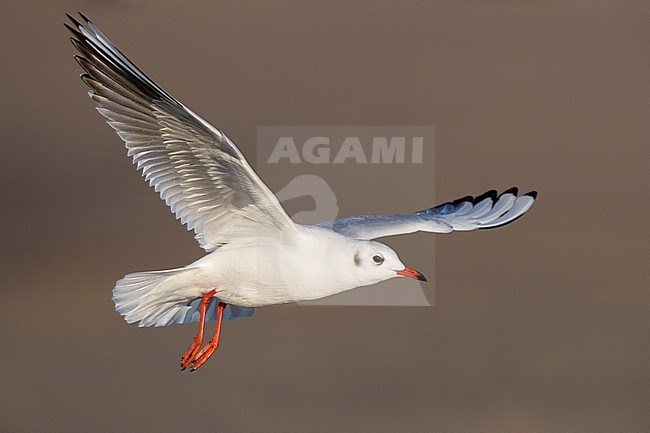 Black-headed Gull (Chroicocephalus ridibundus), adult in winter plumage in flightin a beach in Campania (Italy) stock-image by Agami/Saverio Gatto,