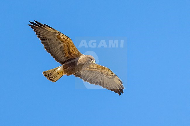 Adult (dark morph)
San Diego Co., CA
April 2023 stock-image by Agami/Brian E Small,