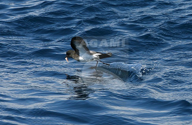 White-bellied Storm-petrel flying; Witbuikstormvogeltje vliegend stock-image by Agami/Marc Guyt,