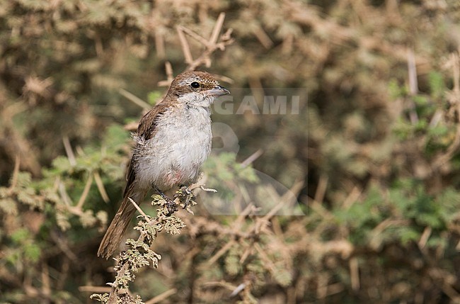 Turkestan Shrike - Turkestanwürger - Lanius phoenicuroides, Oman, immature stock-image by Agami/Ralph Martin,