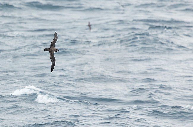 Atlantic Petrel (Pterodroma incerta) at open ocean near Tristan da Cunha. stock-image by Agami/Martijn Verdoes,