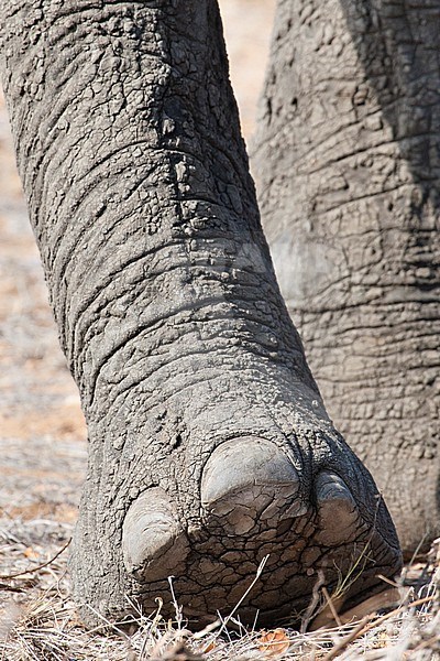 African Elephant (Loxodonta africana) leg in close up at Kruger National Park stock-image by Agami/Caroline Piek,