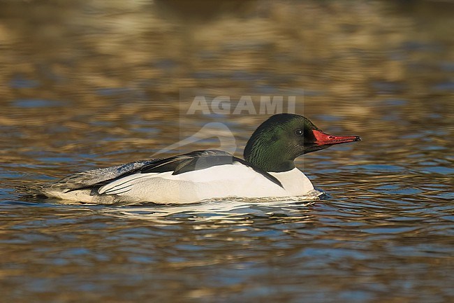 Adult male
Sacramento Co., CA
January 2023 stock-image by Agami/Brian E Small,