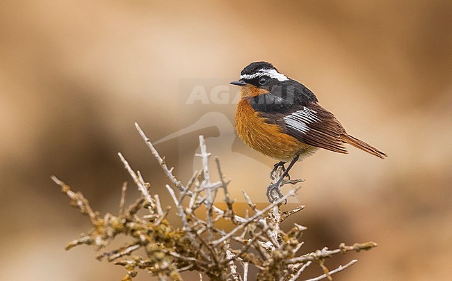 Mannetje Diadeemroodstaart, Male Moussier's Redstart (Phoenicurus moussieri) stock-image by Agami/Vincent Legrand,