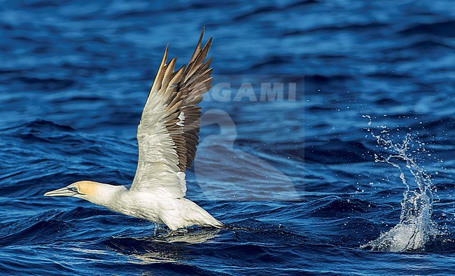 Australasian Gannet, Morus serrator, at sea off North Island, New Zealand. stock-image by Agami/Marc Guyt,