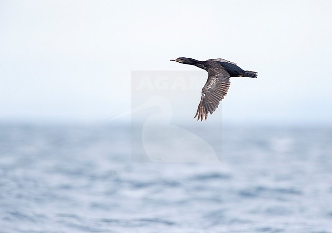 Pitt Shag (Phalacrocorax featherstoni), also known as the Pitt Island shag or Featherstone's shag, at the Chatham Islands, New Zealand. Flying above the ocean. stock-image by Agami/Marc Guyt,