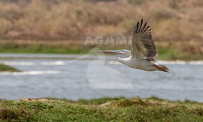 Pink-backed pelican (Pelecanus rufescens) in Senegal. Bird in flight. stock-image by Agami/Tom Lindroos,