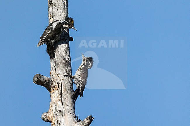 Three-toed Woodpecker - Dreizehenspecht - Picoides tridactylus ssp. tridactylus, Russia (Baikal), adult, pair stock-image by Agami/Ralph Martin,