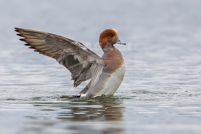 Smient, Eurasian Wigeon stock-image by Agami/Daniele Occhiato,