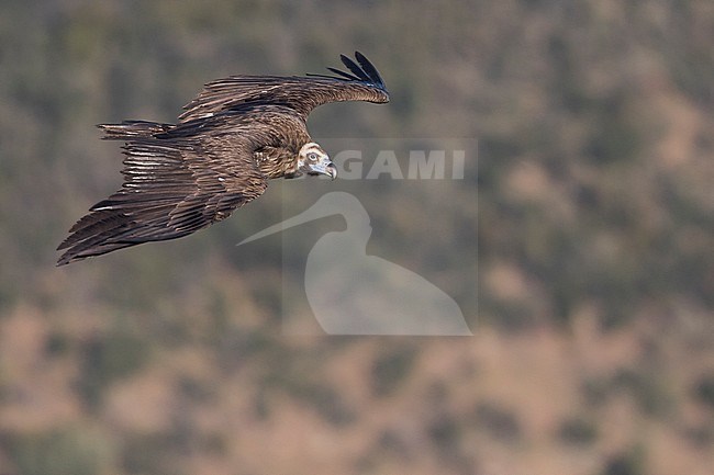 Cinereous Vulture - Mönchsgeier - Aegypius monachus, Spain, adult stock-image by Agami/Ralph Martin,
