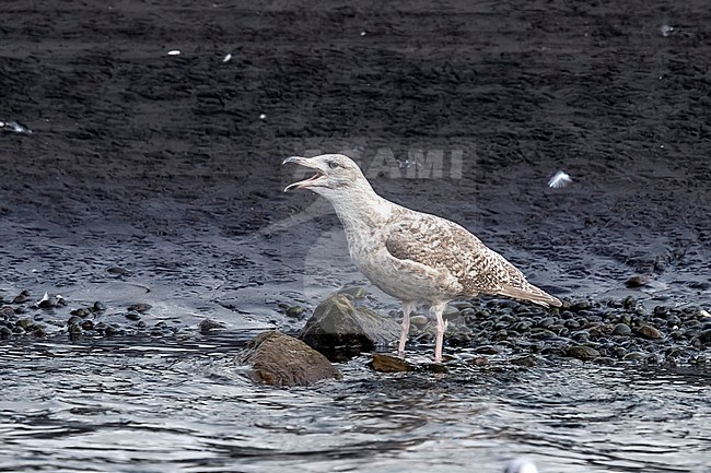 Immature Viking Gull (Larus hyprboreus leuceretes x larus agrentatus argenteus) standing along the shore in Hùsavik bay, Iceland. Calling loudly. stock-image by Agami/Vincent Legrand,