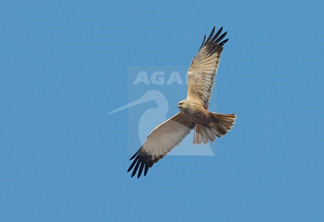 Mannetje Bruine Kiekendief in vlucht; Male Western Marsh Harrier in flight stock-image by Agami/Daniele Occhiato,