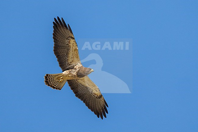 Adult (light morph)
San Diego Co., CA
April 2023 stock-image by Agami/Brian E Small,