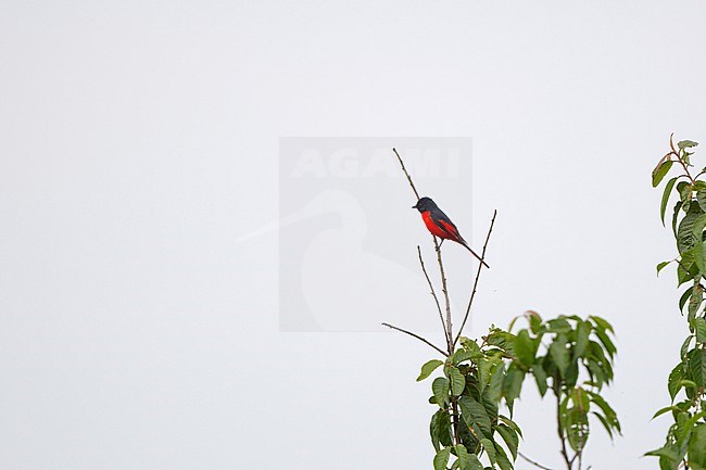 Doi Angkang, Thailand stock-image by Agami/Helge Sorensen,