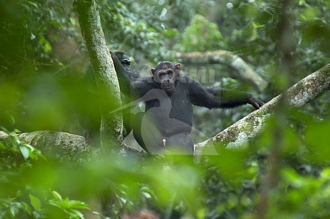 Chimpansee in boom, Chimpanzee in tree stock-image by Agami/Roy de Haas,