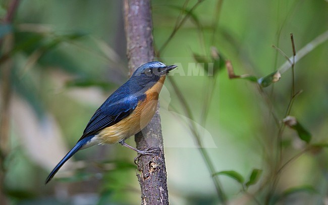 Hill Blue Flycatcher (Cyornis whitei), adult male perched on a branch at Doi Ang Khang, Thailand stock-image by Agami/Helge Sorensen,