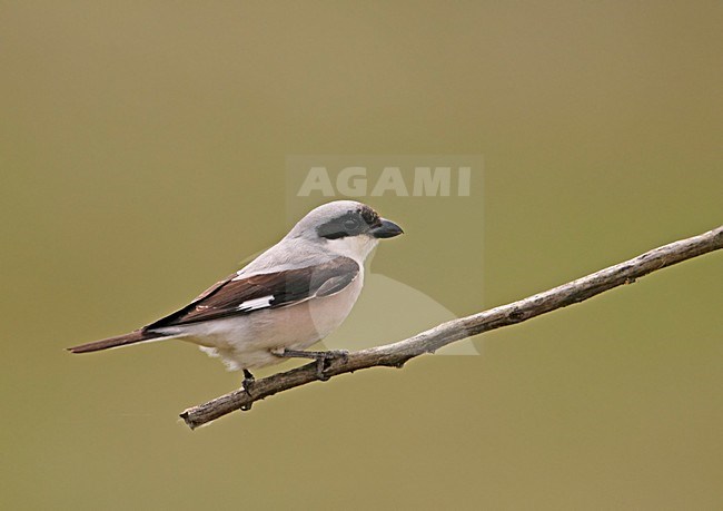 Lesser Grey Shrike adult perched; Kleine Klapekster volwassen zittend stock-image by Agami/Markus Varesvuo,