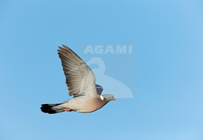 Vliegende trekkende Houtduif; Flying migrating Common Wood Pigeon stock-image by Agami/Ran Schols,