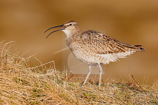 Eurasian Whimbrel (Numenius phaeopus), side view of an adult standing on the ground, Western Region, Iceland stock-image by Agami/Saverio Gatto,