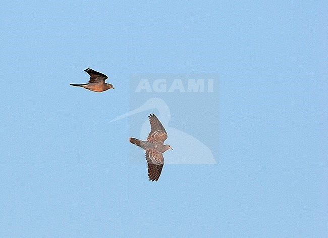 Oosterse tortels in vlucht, Oriental Turtle Doves in flight stock-image by Agami/Ran Schols,