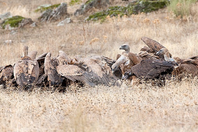 Vale Gier en Monniksgier, Griffon Vulture and  Cinereous Vulture stock-image by Agami/Roy de Haas,