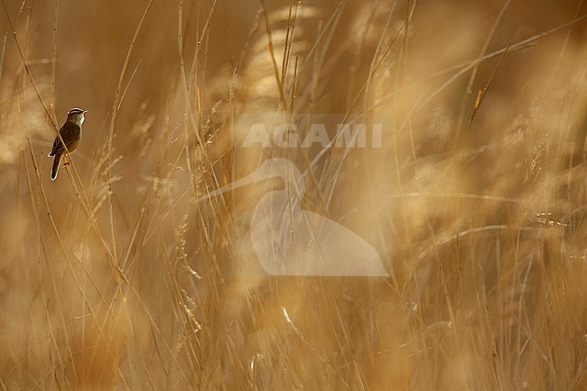 Singing male Sedge Warbler (Acrocephalus schoenobaenus) perched in top of a reed bed in the Netherlands. Photographed with backlight. stock-image by Agami/Chris van Rijswijk,