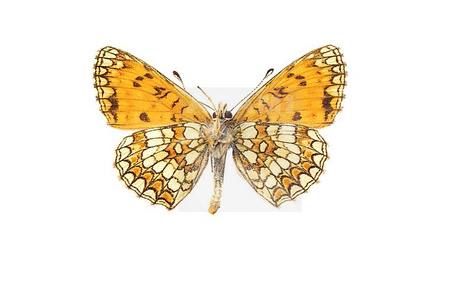 Heath Fritillary, bosparelmoervlinder, Melitaea athalia stock-image by Agami/Wil Leurs,