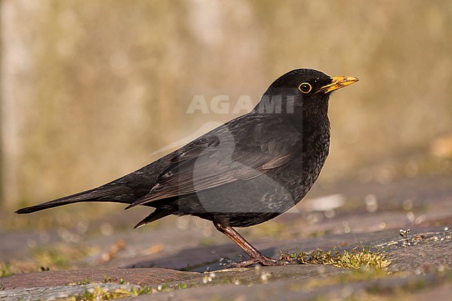 Eurasian Blackbird - Amsel - Turdus merula ssp. merula, Germany, adult male stock-image by Agami/Ralph Martin,