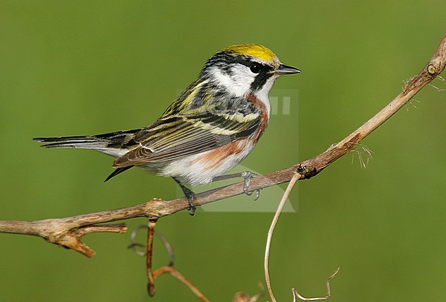 Adult male breeding
Galveston Co., TX
April 2006 stock-image by Agami/Brian E Small,