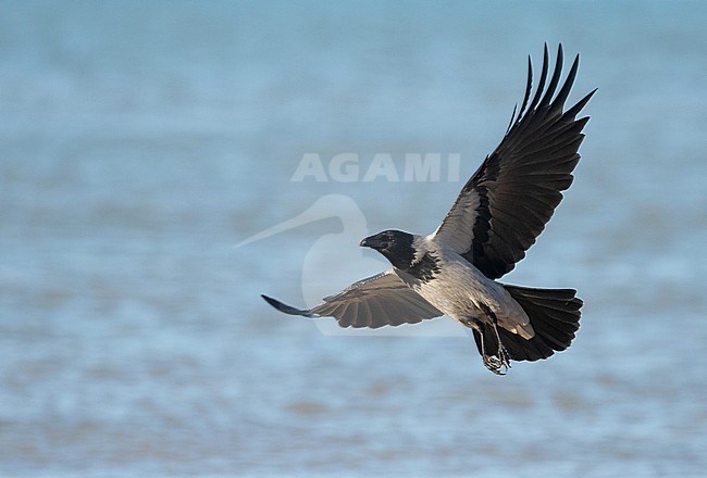 Wintering Hooded Crow (Corvus cornix) at the beach of Katwijk in the Netherlands. Scarce winter guest in Holland. stock-image by Agami/Arnold Meijer,