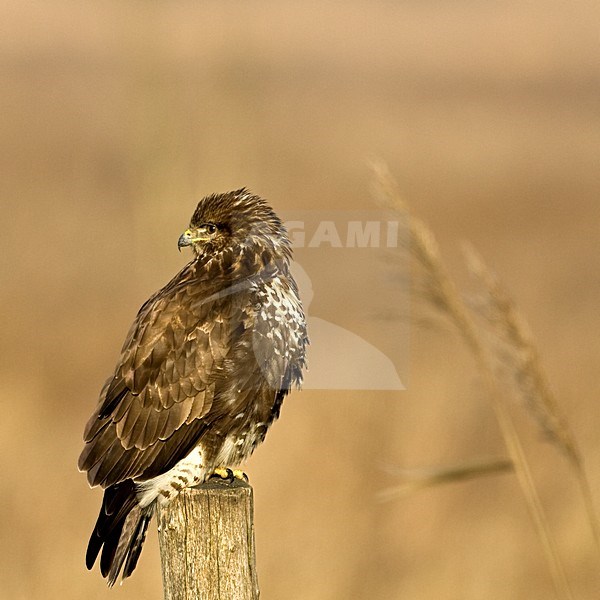 Buizerd; Common Buzzard stock-image by Agami/Wim Wilmers,