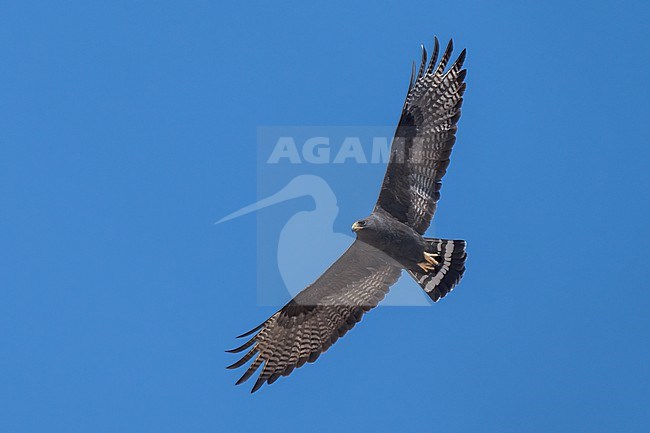 Adult
Pima Co., AZ
April 2024 stock-image by Agami/Brian E Small,