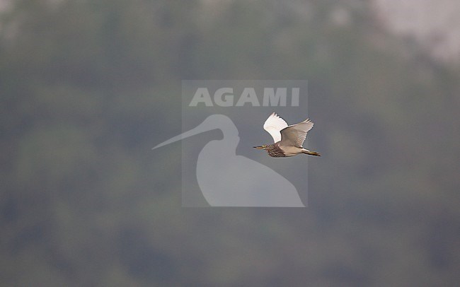 Chinese Pond Heron (Ardeola bacchus) in flight at Chiang Saen, Thailand stock-image by Agami/Helge Sorensen,