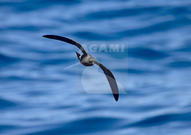 Band-rumped Storm-petrel flying;  Madeirastormvogeltje vliegend stock-image by Agami/Marc Guyt,