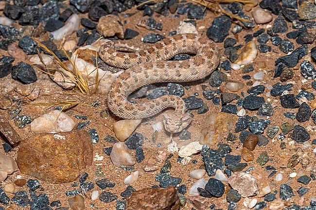 Horned Viper (Cerastes cerastes) ramping on the road, Aousserd Road, Western Sahara. stock-image by Agami/Vincent Legrand,