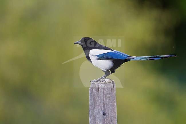 Eurasian Magpie - Elster - Pica pica ssp. pica, Germany, adult stock-image by Agami/Ralph Martin,