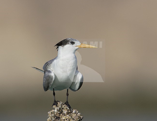 Lesser Crested Tern, Bengaalse Stern, Thalasseus bengalensis stock-image by Agami/Arie Ouwerkerk,