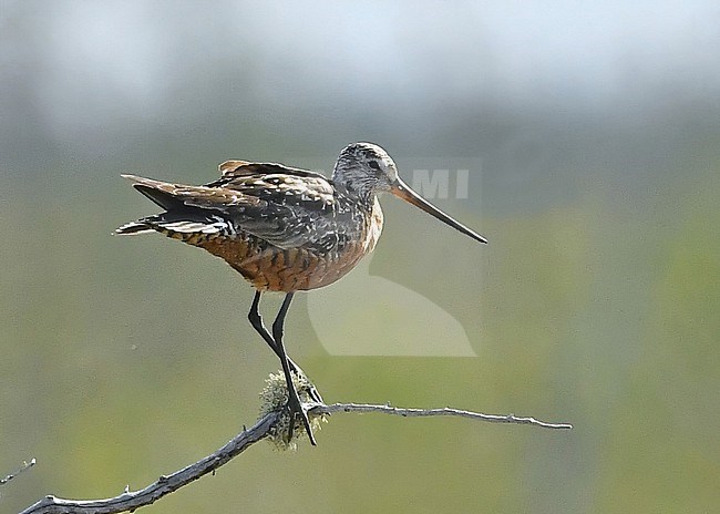 The Hudsonian Godwit is the rarest of the only four godwit species in the world. It breeds in only a few places at the North American arctic. It favors low marshy taiga habitat. It is an impressive migrant as it winters at the pampas of Argentina. stock-image by Agami/Eduard Sangster,