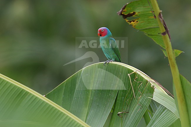 Adult Red-cheeked Parrot (Geoffroyus geoffroyi) on Halmahera, Indonesia. Sitting on top of a palm leaf. stock-image by Agami/James Eaton,