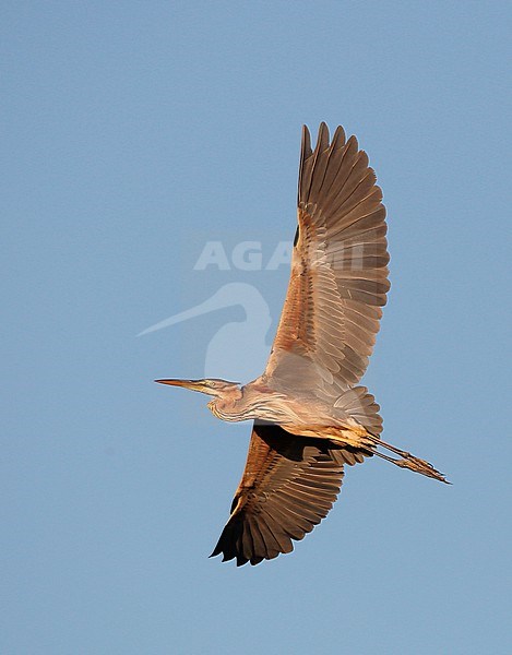 Purple Heron, Ardea purpurea, at Kiskunsag NP, Hungary stock-image by Agami/Helge Sorensen,