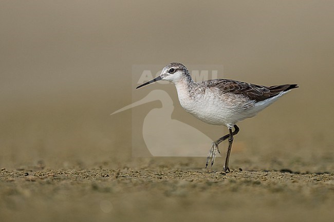 Adult non-breeding
Galveston Co., TX
May 2023 stock-image by Agami/Brian E Small,