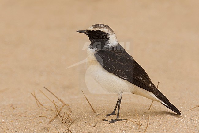 Bonte Tapuit, Pied Wheatear stock-image by Agami/Daniele Occhiato,