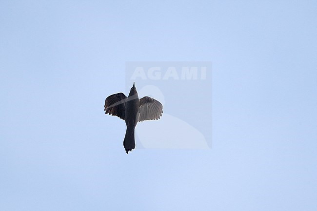 Common Grackle (Quiscalus quiscula), in flight at Mahwah, New Jersey, USA stock-image by Agami/Helge Sorensen,