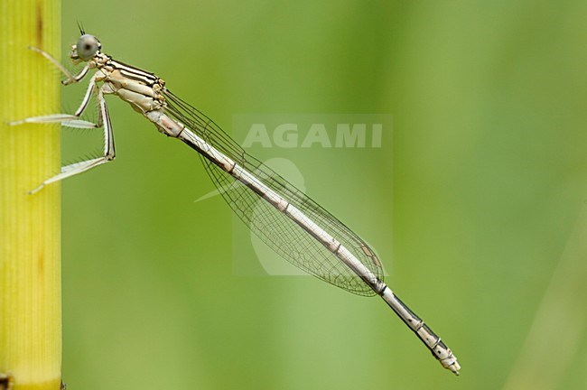 Vers mannetje Blauwe breedscheenjuffer, Immature Platycnemis pennipes stock-image by Agami/Wil Leurs,