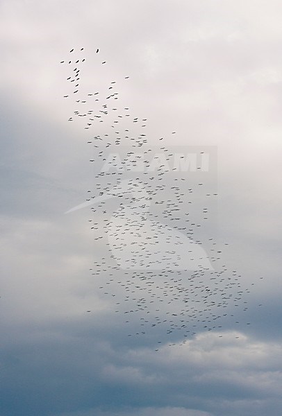 Grote groep Ooievaars op trek over Straat van Gibraltar; Large flock of White Storks on migration over Strait of Gibraltar stock-image by Agami/Markus Varesvuo,