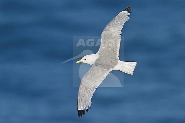 Black-legged Kittiwake (Rissa tridactyla) flying along the coastline of Newfoundland, Canada. stock-image by Agami/Glenn Bartley,