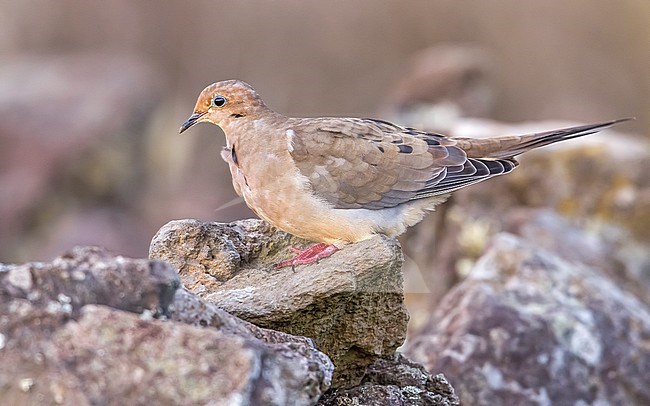 American Mourning Dove (Zenaida macroura) perched on a rocky wall in Middle Fields near the Guesthouse, Corvo, Azores, Portugal. stock-image by Agami/Vincent Legrand,